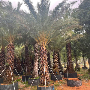 ต้นเฟนิกซ์ซิลเวสตริสคุณภาพสูง <span class=keywords><strong>ทน</strong></span>ความร้อน ขายส่งต้นอินทผลัมตะวันออกกลาง สำหรับตกแต่งภูมิทัศน์ในซาอุดีอาระเบียและสหรัฐอาหรับเอมิเรตส์ - Product Image 4
