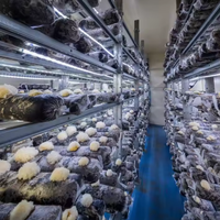 Fabricant professionnel de conteneurs de culture de champignons High Cube de 40 pieds avec contrôle précis du CO2 et unité d'humidification automatisée