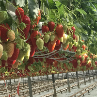 Tuyau en plastique pour canal pvc nft hydroponique pour poivre fraise et tomates