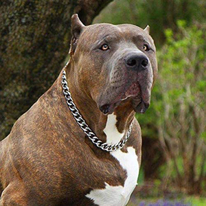 Custom 15mm Stainless Steel <strong>Dog</strong> <strong>Collar</strong> <strong>with</strong> Cuban Link <strong>Chain</strong> Miami Gold <strong>Dog</strong> Choke <strong>Collar</strong> Personalized - Product Image 6