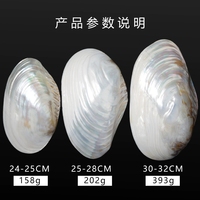 Assiette verte nacre artisanale moule de mer biodégradable conque coquille plat Photo bijoux assiettes décoratives