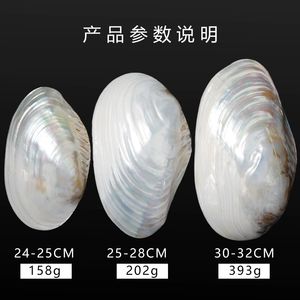 Assiette verte nacre artisanale moule de mer biodégradable conque coquille plat Photo bijoux assiettes décoratives - Product Image 6