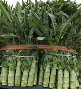 Cây trồng mới tươi gốc Rau diếp nhà máy giá thấp Măng Tây Rau diếp - Product Image 5