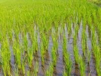 Nouvelle Semoir-Planteuse Automatique BIRUI HOR SALE 2026 pour la Plantation de Riz en Rive Unique à Usage Agricole