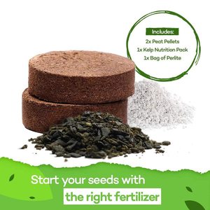 Premium 4 variétés d'érable japonais bonsaï, figue sacrée, kit de démarrage d'arbre de bonsaï Privet japonais Cadeaux de jardinage uniques - Product Image 4