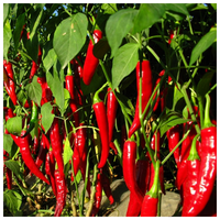 Natuurlijk Chili Fruit Extract Capsaicine 95% 50% 10% Kruidenextract Poeder Voedingskwaliteit Vacuüm verpakt
