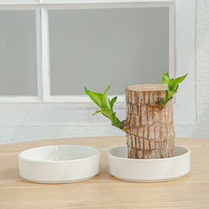 DD3172 décorations de bureau plateau de plantes <span class=keywords><strong>en</strong></span> <span class=keywords><strong>bois</strong></span> jardinière <span class=keywords><strong>en</strong></span> pot pot de fleurs <span class=keywords><strong>en</strong></span> céramique blanc brésilien <span class=keywords><strong>palette</strong></span> <span class=keywords><strong>en</strong></span> <span class=keywords><strong>bois</strong></span> soucoupe <span class=keywords><strong>en</strong></span> céramique - Product Image 1