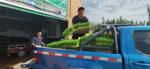 Granja forraje hidropónico crecimiento Sistema de contenedor de envío de contenedor de tipo de uso agrícola - Product Image 5