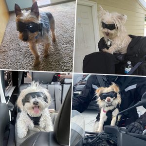 CHUUYU PET köpek gözlük Anti-UV rüzgar geçirmez göz koruma Pet güneş gözlüğü sürüş için ayarlanabilir askıları ile/açık hava etkinlikleri - Product Image 6