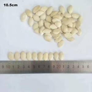 זרעי דלעת העור ברק טבעי גודל עקבי עשיר בחומרים מזינים הזמינים באריזה בתפזורת - Product Image 4