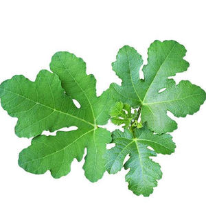 Ficus Carica comune Fig Figue Fig estratto Ficin Ficus proteinasi Ficin FrM fico albero di fico lattice Ficus proteasi polvere - Product Image 5