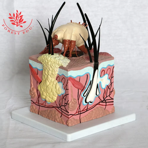 برغوث كبير على جلد الكلب نموذج تشريحي - Product Image 6