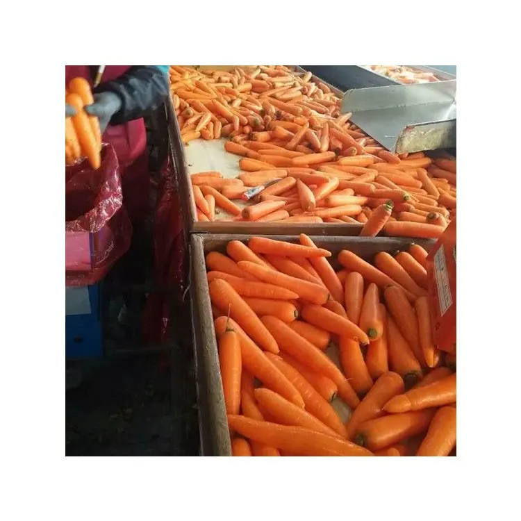 2022 nuovo raccolto vendita calda nuovo raccolto fresco sfuso carote a buon mercato