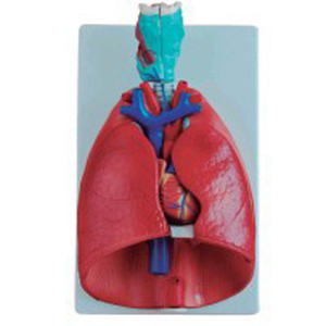 Anatomía de la vida Color 4 veces de alta calidad, el corazón y la sangre de los alvéolos transparente pulmón modelo médico - Product Image 2