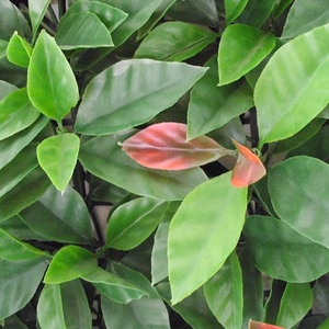 <span class=keywords><strong>Vertical</strong></span> paredes verdes plantas artificiales de plástico de <span class=keywords><strong>pared</strong></span> jardín - Product Image 6
