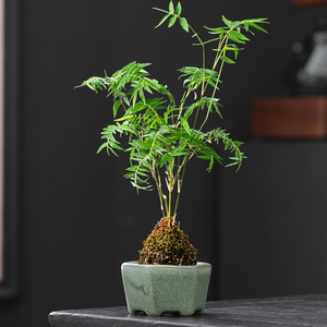 Mini <span class=keywords><strong>pot</strong></span> de fleurs en <span class=keywords><strong>terre</strong></span> <span class=keywords><strong>cuite</strong></span> sur pied avec trous de drainage, petite taille, style rustique vintage, respirant, Chine, prix spécial, liquidation - Product Image 1