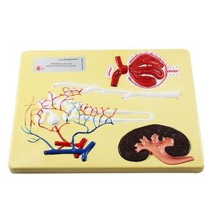 Modello Anatomico Ingrandito del Nefrono Glomerulare 20119 per Laboratorio di Biologia delle Scuole Medie e Superiori, Ausilio Didattico Sperimentale - Product Image 5