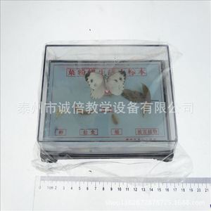 Especímen del ciclo de vida de la mariposa blanca del repollo J43105, equipo para experimentos de biología para escuelas secundarias y preparatorias, escuela secundaria - Product Image 4