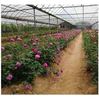 Serre agricole avec cadre de serre pour roses, 4 pièces, serre conservateur chinois, vente en gros