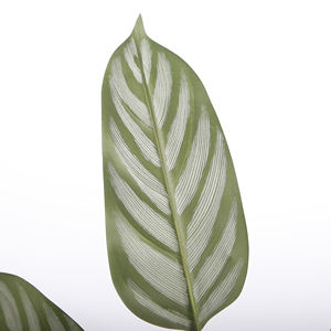 Plantas Artificiais <span class=keywords><strong>Calathea</strong></span> 100cm Plantas Artificiais Plantas De Piso Falso Em Vaso Para Decoração De Escritório Interior - Product Image 2
