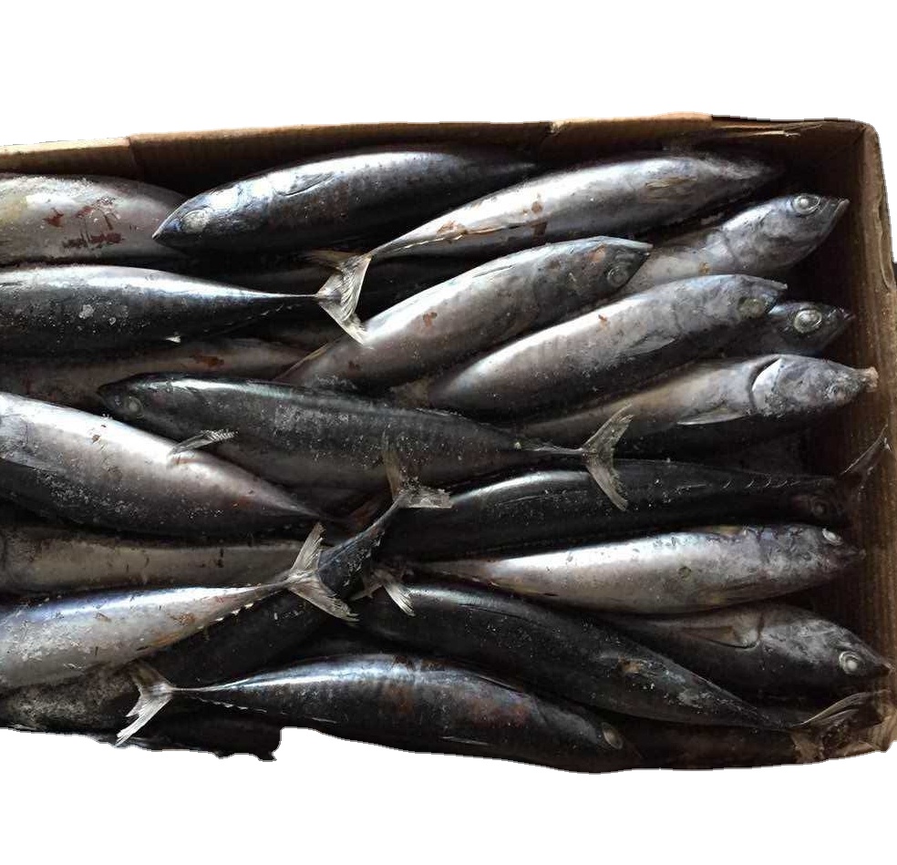 Bonito/atún de pescado, redondo, 200g +