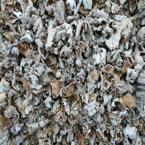 Blanc Naturel Fente Gill Schizophyllum commune <span class=keywords><strong>champignons</strong></span> sauvage séché blanc Fente Gill champignon à vendre - Product Image 3