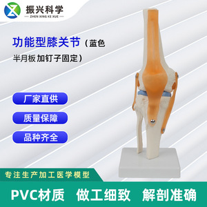 Modèle fonctionnel personnalisé de l'articulation du genou avec ligaments croisés et ménisces flexibles ; modèle de squelette d'articulation du genou flexible. - Product Image 5