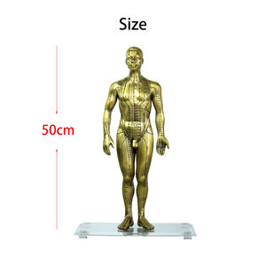 चिकित्सा विज्ञान शिक्षण के लिए डीलक्स तांबे रंग मानव एक्यूपंक्चर मॉडल 50CM स्कूल - Product Image 4