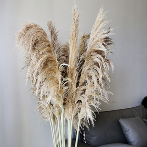 ARGE-Hierba de las pampas secas naturales para arco de boda, decoración de estilo bohemio de 120cm de alto, gran oferta - Product Image 3