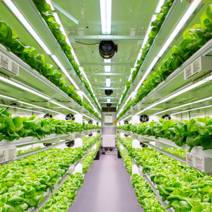 Ferme hydroponique NFT, agriculture verticale intelligente, ferme <span class=keywords><strong>en</strong></span> conteneur maritime, grande serre, structure <span class=keywords><strong>en</strong></span> acier Corten, contrôle climatique, <span class=keywords><strong>laitue</strong></span> - Product Image 3