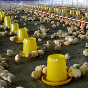 Cubo de plástico para alimentación de pollos, cuenco automático para granja avícola, 6kg - Product Image 6