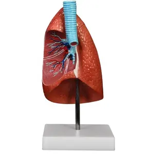 Modelo anatómico médico de pulmón cortado de tamaño natural humano DARHMMY para ciencia médica