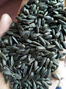 بذور البطيخ الأحمر المجفف عالية الجودة-نواة عباد الشمس الصينية مغذية ولذيذة - Product Image 3