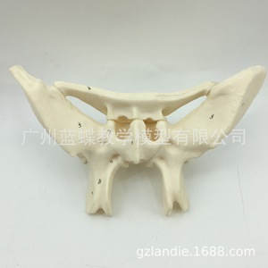 Modelo de ampliación de hueso esfenoidal, modelo de hueso esfenoidal humano, modelo didáctico de hueso esfenoidal con ampliación 3x, hueso esfenoidal - Product Image 2