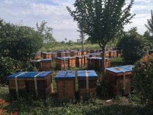 <span class=keywords><strong>Poudre</strong></span> de miel de qualité alimentaire séchée déshydratée <span class=keywords><strong>poudre</strong></span> de saveur de conservation des aliments pour l'amélioration de barbecue - Product Image 5