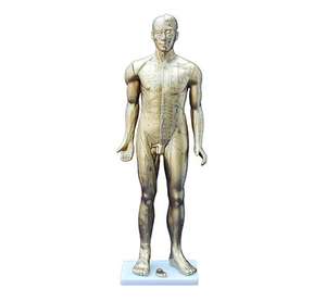 ADA-502C डीलक्स एक्यूपंक्चर मॉडल 84 सेमी - Product Image 1