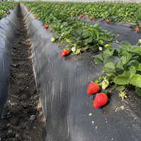 Film de paillage agricole noir en PE/LDPE de 25 microns, résistant aux UV, pour fraises et légumes