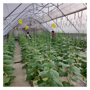 Tomato Seeds Irrigation System For Farms Buckets In Hydroponics Greenhouse
