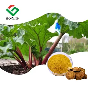 Rhubarb Extract Chinese Traditional Herb Rhubarb Root Extract