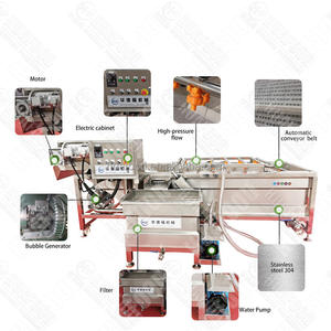 Línea <span class=keywords><strong>de</strong></span> Producción Premium <span class=keywords><strong>de</strong></span> Acero Inoxidable para Lavado, Pelado, Corte y Empaquetado <span class=keywords><strong>de</strong></span> Aceitunas <span class=keywords><strong>Kalamata</strong></span> - Product Image 4