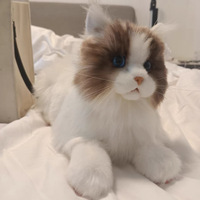 Peluche chat Ragdoll réaliste virale TikTok, jouet en peluche de simulation, cadeau d'anniversaire, poupée douce pour enfants, femmes et filles