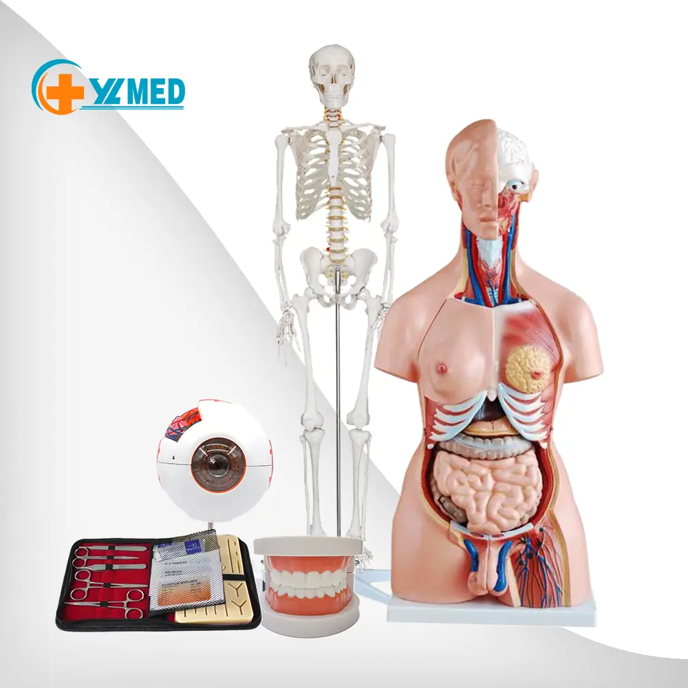 Medical teaching human anatomy model supply includes organ, bone, nursing model customization