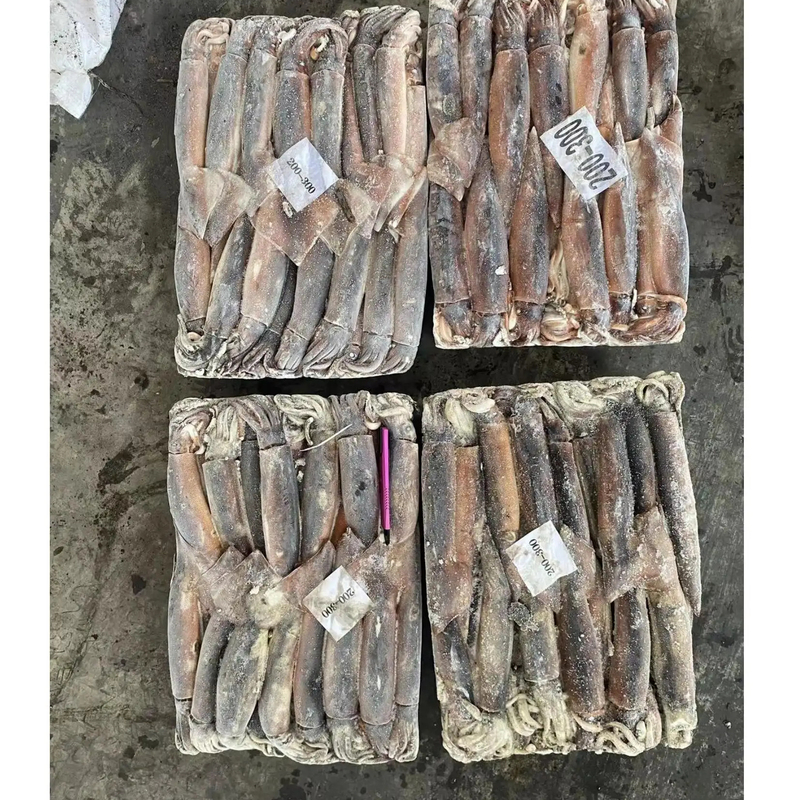 Argentina Squid Frozen Squid Frozen Illex