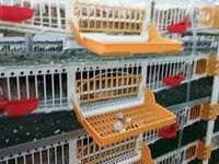 Cage d'élevage de cailles en plastique professionnelle à 6 couches avec collecte d'oeufs/cages à cailles HJ-QC400B