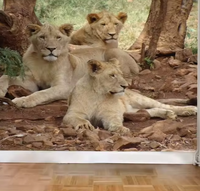 Disesuaikan 3 d ukiran hewan singa dan harimau Wallpaper Mural untuk Sofa TV kamar mandi latar belakang Wallpaper kain Dinding