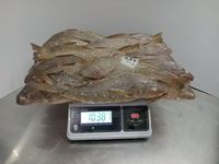 Corvina jaune (Roughy) congelée de qualité supérieure
