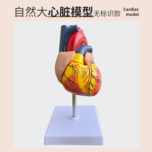 Modèle de cœur humain 1:1, Doppler couleur à ultrasons, modèle pédagogique d'anatomie cardiaque en cardiologie médicale, cœur naturel grandeur nature - Product Image 4