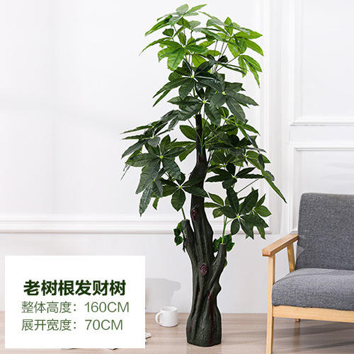 Arbre à monnaie en racine d'arbre ancien de 160 cm - sans pot