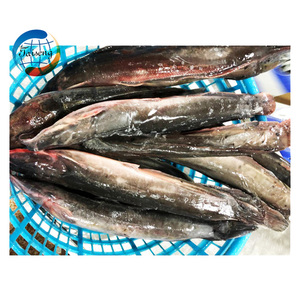 Guangzhoou Black <span class=keywords><strong>Bullhead</strong></span> Live ปลาดุก1000กรัมหางสีแดงปลาแช่แข็งขายทั้งหมดสำหรับตลาดแอฟริกันผู้ผลิตจีน - Product Image 2