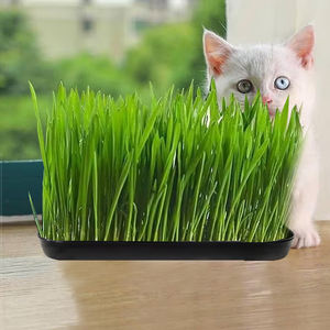 Kit de culture de jardinière d'herbe pour chat d'intérieur biologique hydroponique Kit de germination Plateau de culture Microgreens - Product Image 2